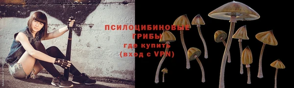 хмурый Белокуриха